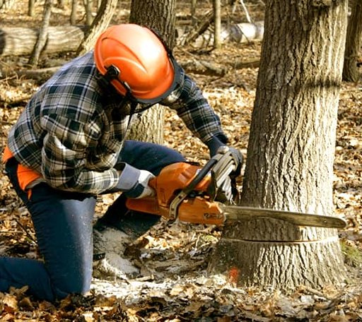 Tree Removal in Winton, NC